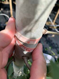 Тополь дрожащий Эректа (Erecta)