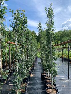 Тополь дрожащий Эректа (Erecta)