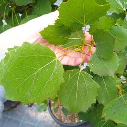 Тополь дрожащий Эректа (Erecta)