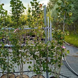 Тополь дрожащий Эректа (Erecta)