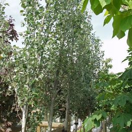 Тополь белый Ракет (Raket)