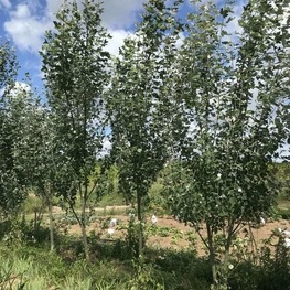 Тополь белый Ракет (Raket)