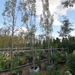 Тополь белый Ракет (Raket)