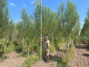 Тополь китайский пирамидальный Популюс (Populus)