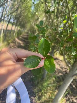 Тополь китайский пирамидальный Популюс (Populus)