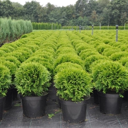 Туя западная Даника (Danica)