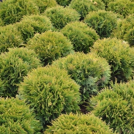 Туя западная Даника (Danica)