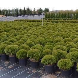 Туя западная Даника (Danica)