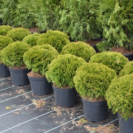 Туя западная Даника (Danica)