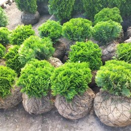 Туя западная Даника (Danica)