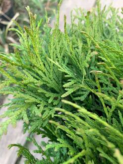 Туя западная Даника (Danica)