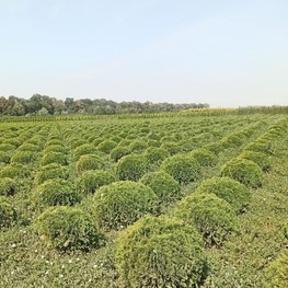 Туя западная Даника (Danica)