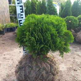 Туя западная Даника (Danica)