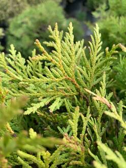 Туя западная Даника (Danica)