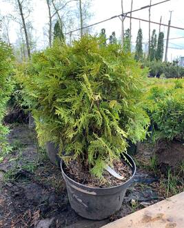 Туя западная Даника (Danica)