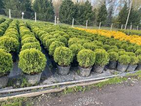 Туя западная Даника (Danica)