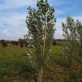 Тополь серебристый