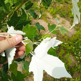 Тополь серебристый