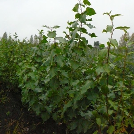 Тополь лавролистный