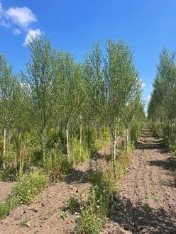 Тополь лавролистный