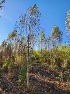 Тополь лавролистный