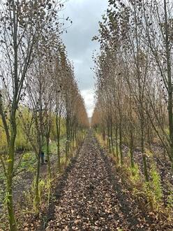 Тополь лавролистный