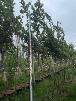 Черемуха виргинская Шуберт (Shubert)