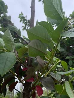 Черемуха виргинская Шуберт (Shubert)