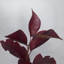 Черемуха виргинская Шуберт (Shubert)