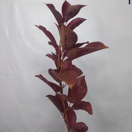 Черемуха виргинская Шуберт (Shubert)