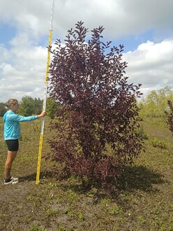Черемуха виргинская Шуберт (Shubert)