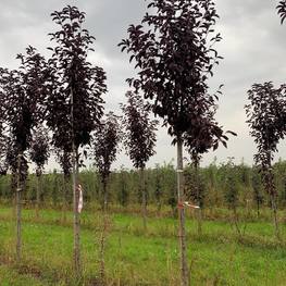 Черемуха виргинская Шуберт (Shubert)
