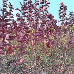 Черемуха виргинская Шуберт (Shubert)