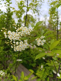 Черемуха виргинская Шуберт (Shubert)