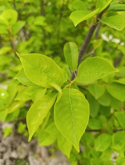 Черемуха виргинская Шуберт (Shubert)