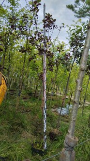 Черемуха виргинская Шуберт (Shubert)