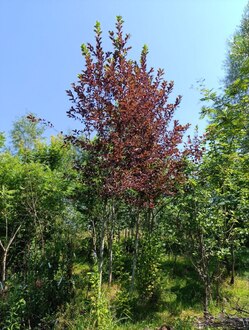 Черемуха виргинская Шуберт (Shubert)