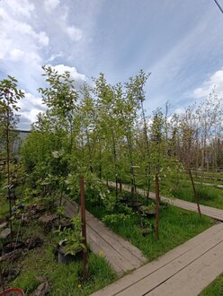 Черемуха виргинская Шуберт (Shubert)