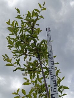 Черемуха виргинская Шуберт (Shubert)