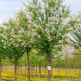 Черемуха Маака Амбер Бьюти (Amber Beuaty)