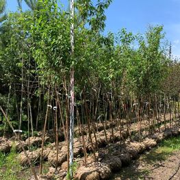 Черемуха Маака Амбер Бьюти (Amber Beuaty)