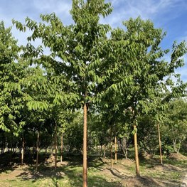 Черемуха Маака Амбер Бьюти (Amber Beuaty)