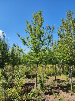 Черемуха обыкновенная