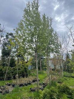 Черемуха обыкновенная