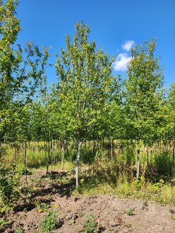 Черемуха обыкновенная