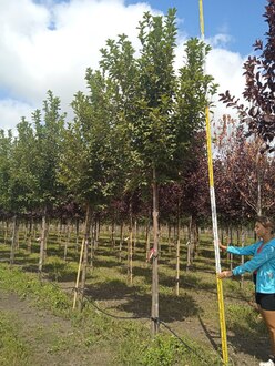 Черемуха обыкновенная