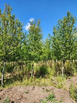 Черемуха обыкновенная