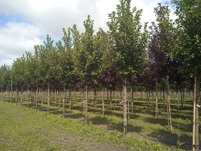 Черемуха обыкновенная