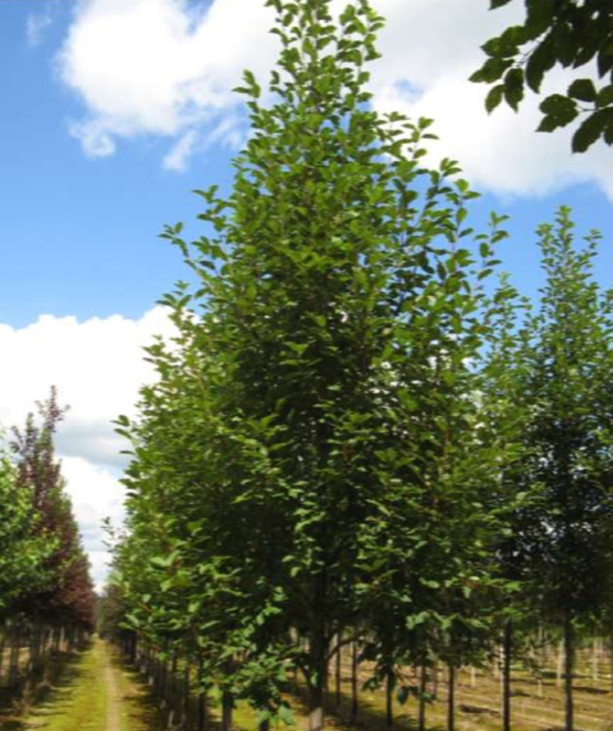 Черемуха обыкновенная Ватерери (Watereri)