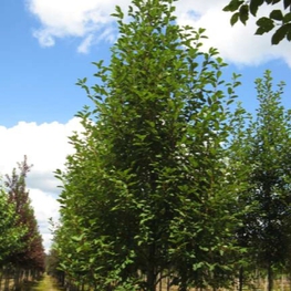 Черемуха обыкновенная Ватерери (Watereri)